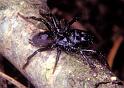 Atypus_piceus_P1084_Z_75_Les Gris_Frankrijk